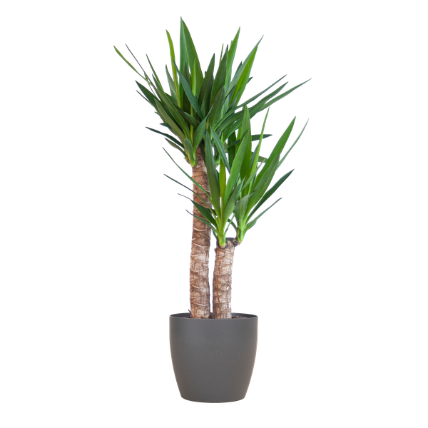 Yucca Elephantipes met Viber zwart - 90cm - Ø21  BotanicBridge