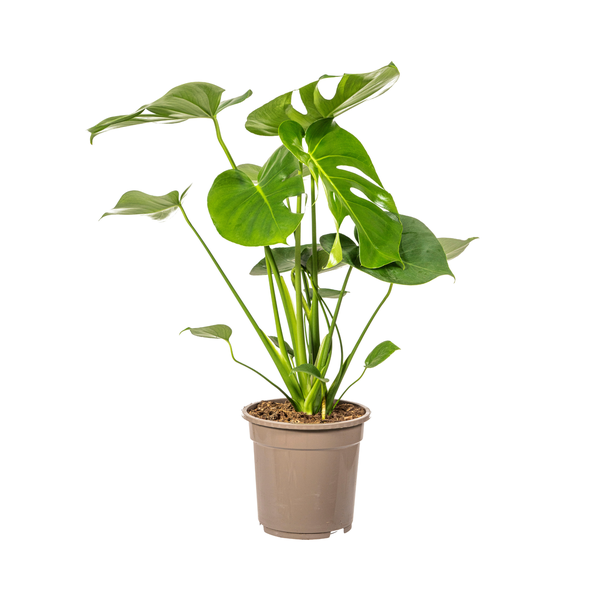 Monstera Deliciosa Tauerii Ø19cm - ↕80cm  BotanicBridge