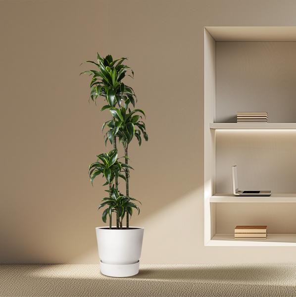 Dracaena Dorado - 170 cm - ø27  BotanicBridge