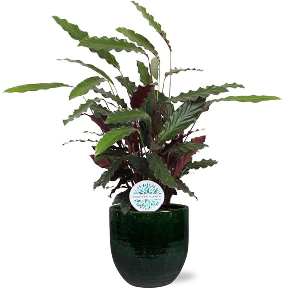 Calathea Rufibarba - Ø21cm - ↕85cm + Jolin Pot D24x23cm - Groen  BotanicBridge