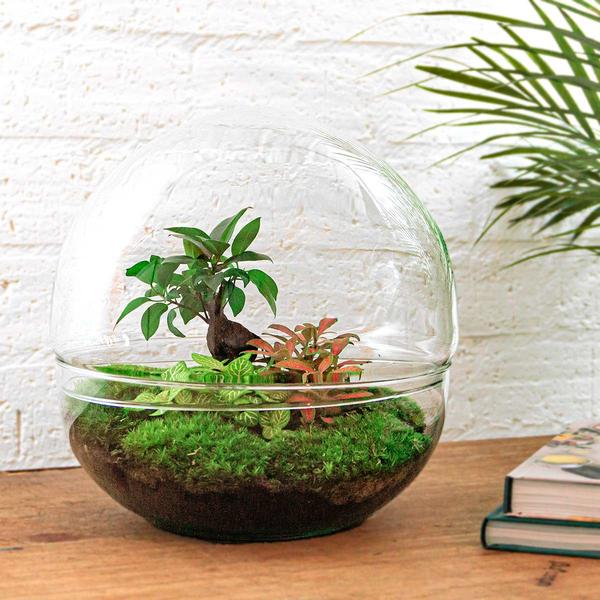 DIY terrarium - Dome XL - Ficus Ginseng Bonsai - ↕ 30 cm - Rake + Shovel + Tweezer  BotanicBridge