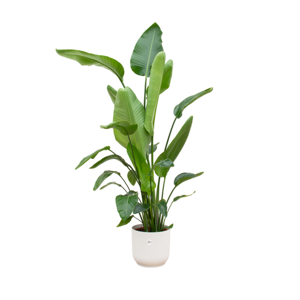 Combi deal - Strelitzia Nicolai inclusief elho Vibes Fold Round wit Ø30 - 180 cm  BotanicBridge