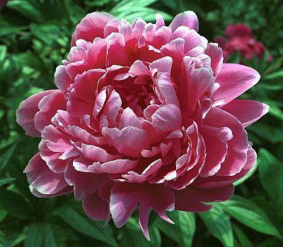 Paeonia 'Jadwige' - 10x  BotanicBridge