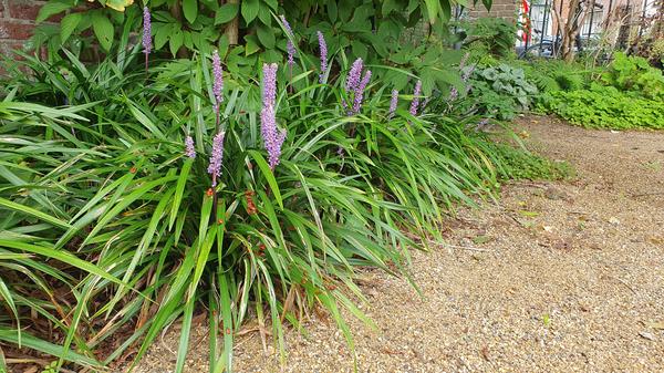 Liriope muscari 'Ingwersen' - ↕10-25cm - Ø9cm - 12x  BotanicBridge