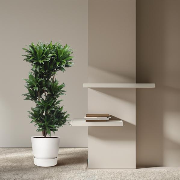 Dracaena Compacta - 140 cm - ø30  BotanicBridge