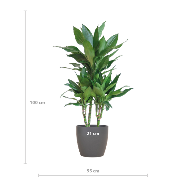 Dracaena  Janet Lindt met Viber grijs - 95cm - Ø21  BotanicBridge