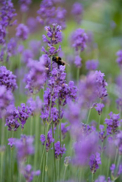 Lavandula ang. 'Munstead' - ↕10-25cm - Ø9cm - 12x  BotanicBridge