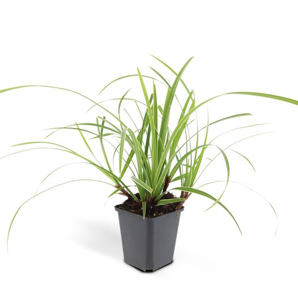 Carex morrowii 'Ice Dance' - ↕10-25cm - Ø9cm - 6x  BotanicBridge