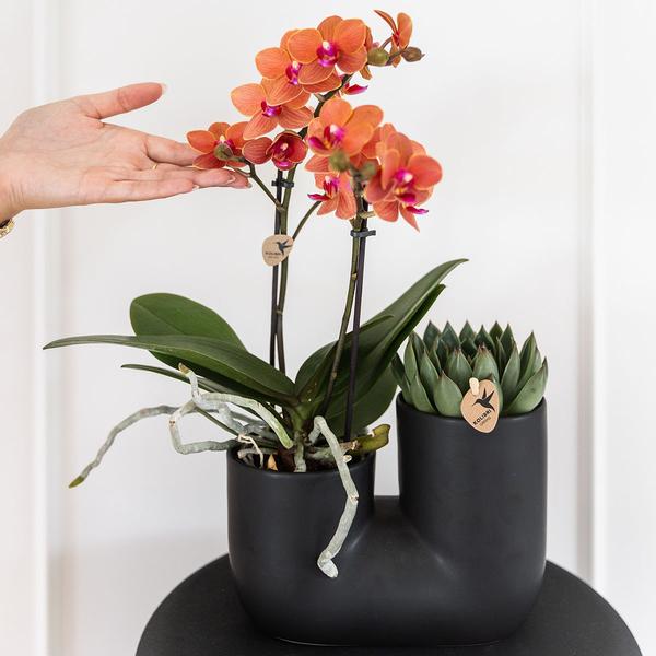 Kolibri Orchids | Set van oranje orchidee Bolzano en succulent in Tube sierpot black - potmaat Ø9cm | bloeiende kamerplant - vers van de kweker  BotanicBridge