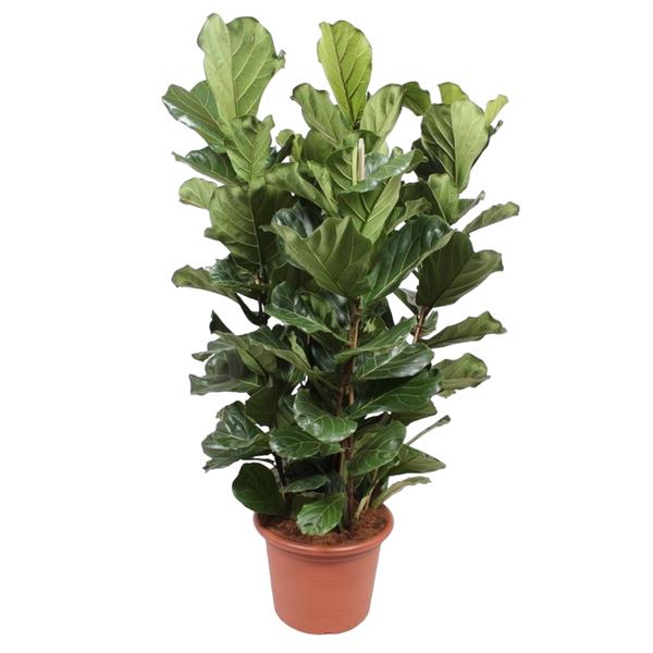 Ficus Lyrata struik XL - 200 cm - ø50  BotanicBridge