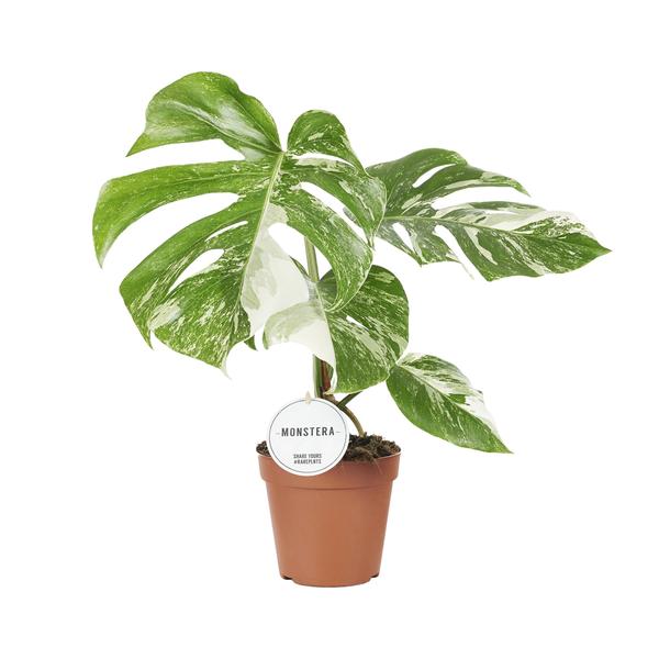 Monstera Deliciosa Variegata - Ø15cm - ↕45cm  BotanicBridge