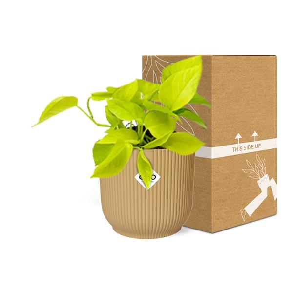 Epipremnum Pinnatum ‘Golden Pothos’ in ELHO Vibes Fold 14cm geel  BotanicBridge