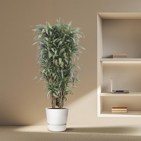 Dracaena Warneckei compacta - 150 cm - ø30  BotanicBridge