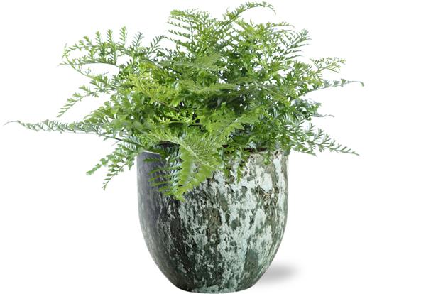 Asplenium Parvati - Ø21cm - ↕40cm + Sem Pot D24x22cm - Groen  BotanicBridge