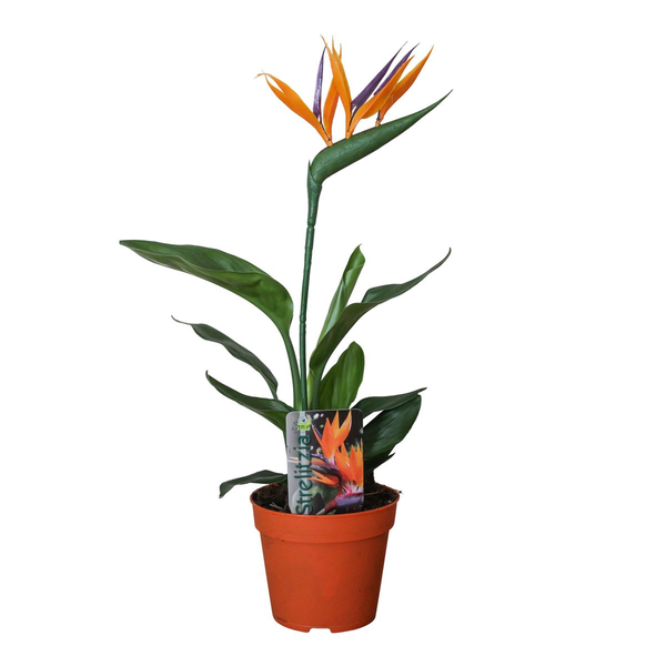 Strelitzia Reginae P13 2pp (met Kunstbloem) - Ø13cm - ↕35cm  BotanicBridge