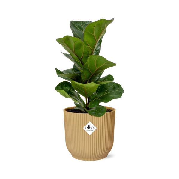 Ficus Lyrata ‘Bambino’ in ELHO Vibes Fold 14cm geel  BotanicBridge