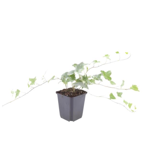 Hedera helix 'Glacier' - ↕10-25cm - Ø9cm - 40x  BotanicBridge