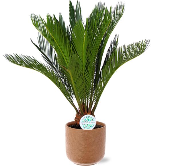 Cycas Revoluta - Ø17cm - ↕70cm + Aresso Pot D18x16,5cm - Bruin  BotanicBridge