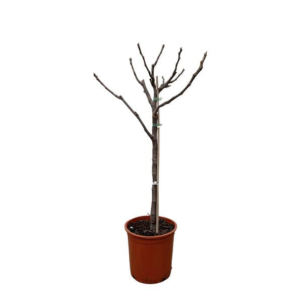 Ficus Carica op stam - 100 cm - Ø20  BotanicBridge