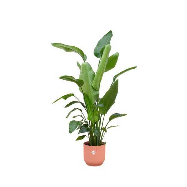 Strelitzia Nicolai inclusief elho Vibes Fold Round roze - 180 cm - Ø30  BotanicBridge