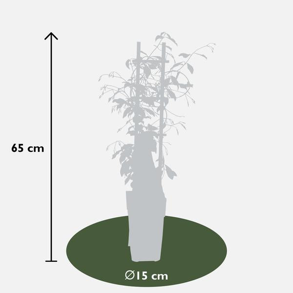 2x - Trachelospermum 'Star of Venice' - ↨65cm - Ø15  BotanicBridge