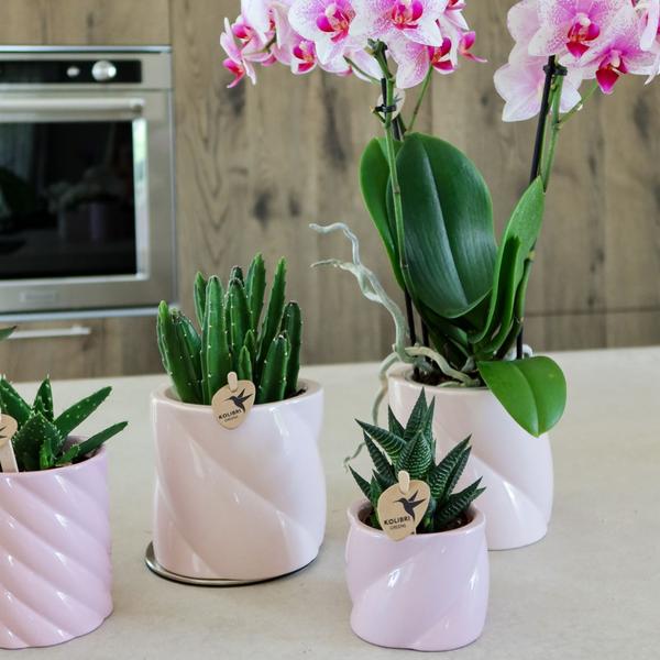 Kolibri Home | Candy sierpot - Pink - Ø9cm  BotanicBridge