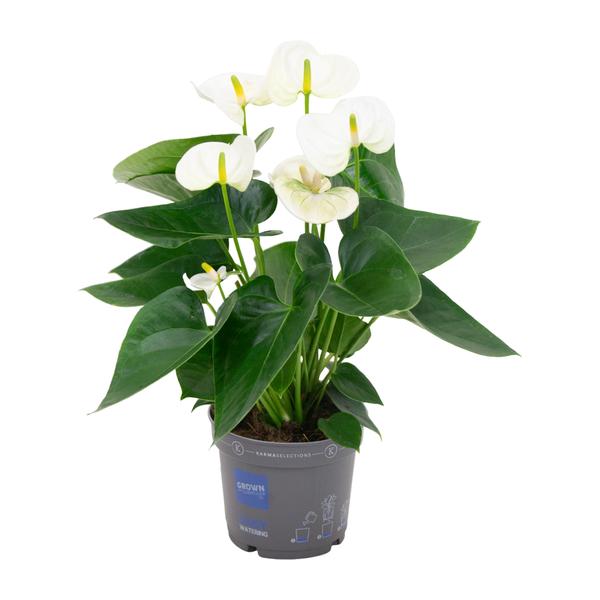 Anthurium White - Ø12cm - ↕43cm  BotanicBridge