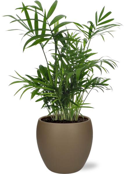 Chamaedorea Elegans - Ø12cm - ↕40cm + Bowl Pot D13/14,5x13cm - Bruin  BotanicBridge