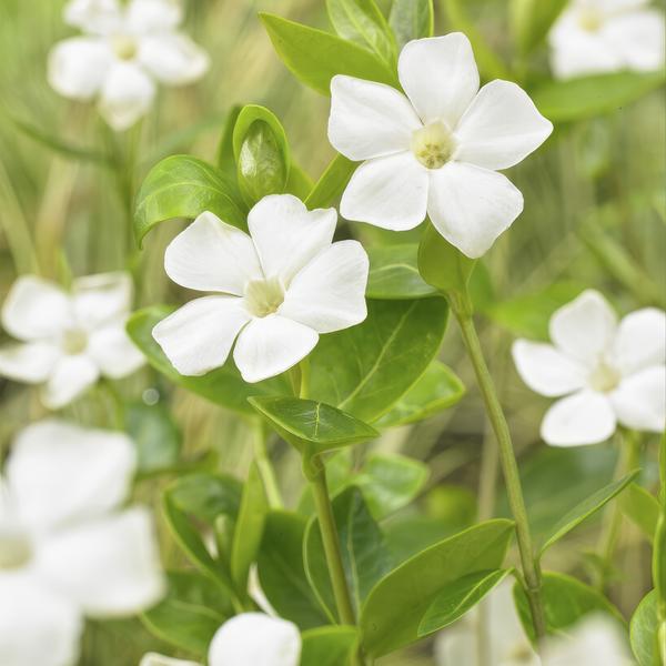 Vinca minor 'Alba' - ↕10-25cm - Ø9cm - 6x  BotanicBridge