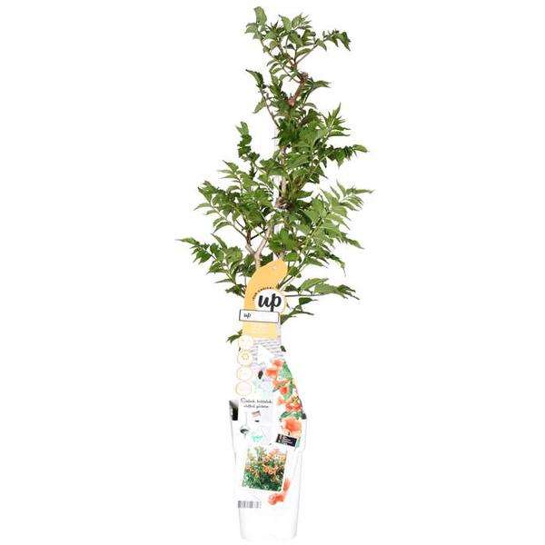 Campsis Indian Summer - Trompetbloem Oranje - Ø15cm - ↕65cm - Ø15 - ↨65cm  BotanicBridge