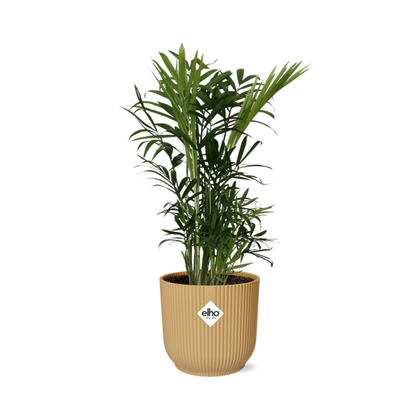 Chamaedorea Elegans in ELHO Vibes Fold 14cm geel  BotanicBridge