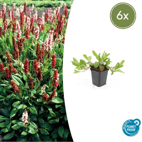 Persicaria aff. 'Darjeeling Red' - ↕10-25cm - Ø9cm - 6x  BotanicBridge