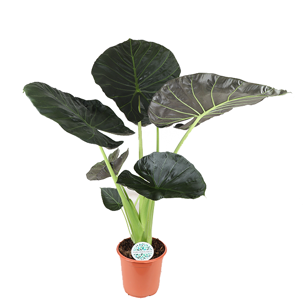 Alocasia Regal Shield Ø24cm - ↕110cm  BotanicBridge