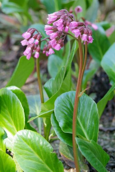 Bergenia cordifolia 'Herbstblüte'  - ↕10-25cm - Ø9cm - 6x  BotanicBridge