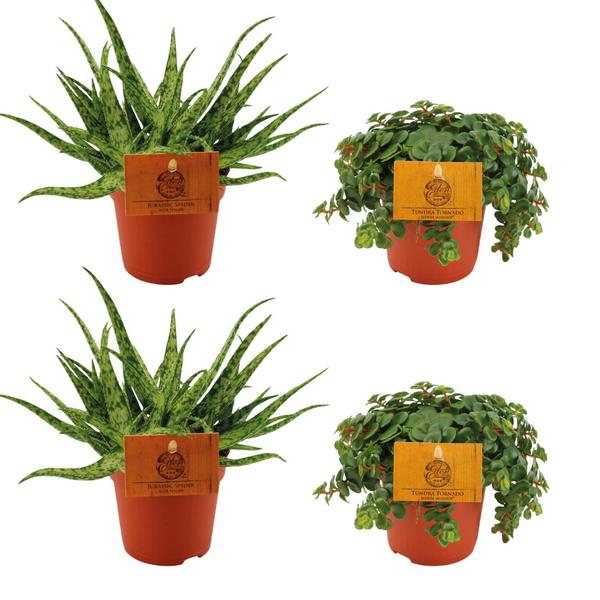 2x Aloe Spider + 2x Sedum Tornado - 4 stuks - Ø10.5cm - ↕10cm  BotanicBridge