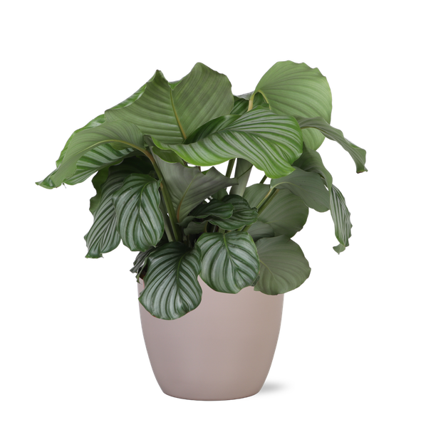 Calathea Orbifolia Ø21cm - ↕70cm in Boule TAUPE pot  BotanicBridge