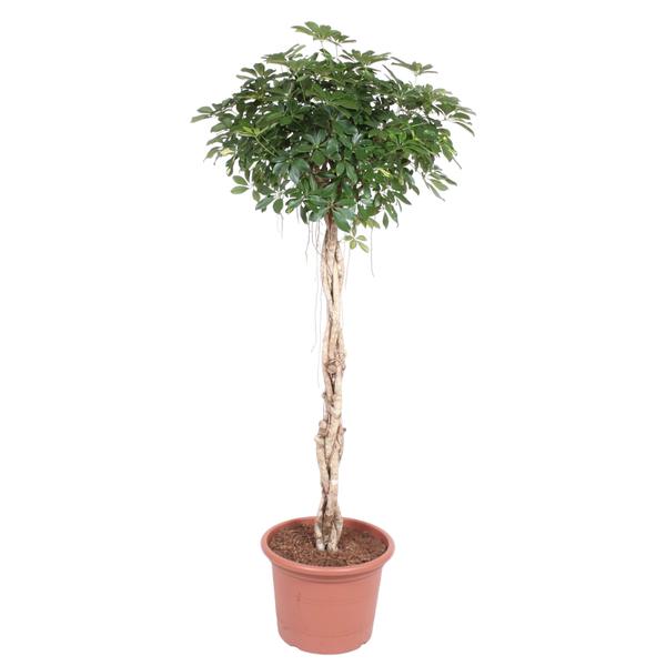 Schefflera Arboricola Compacta gevlochten stam - 200 cm - ø50  BotanicBridge