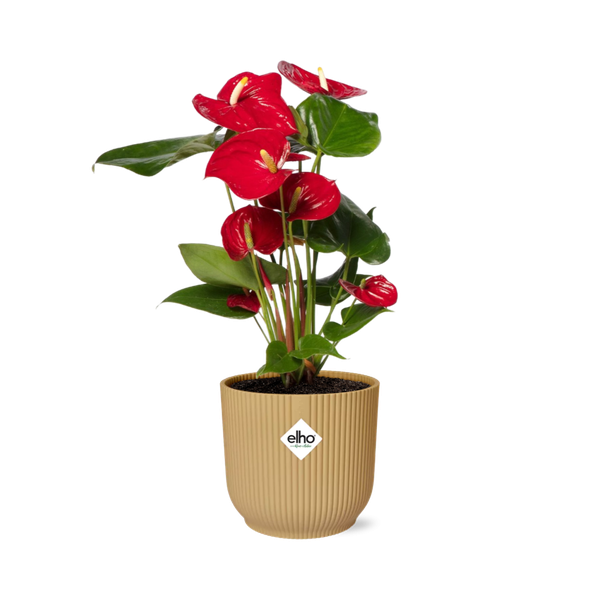 Anthurium Red 12cm in ELHO Vibes Fold 14cm geel  BotanicBridge