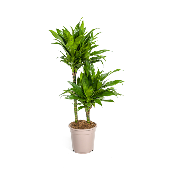 Dracaena Deremensis Green Jewel  Ø19cm - ↕80cm  BotanicBridge