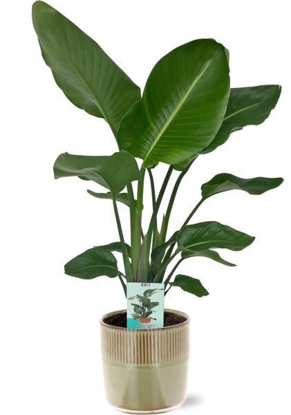 Strelitzia Nicolai - Ø19cm - ↕90cm + Terni Pot D20x20cm - Groen  BotanicBridge