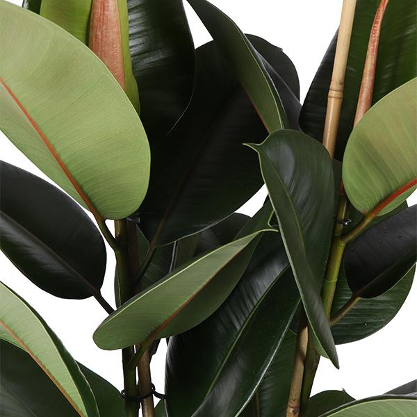 Ficus Elastica Robusta - Ø21cm - ↕90cm in Boule WIT pot  BotanicBridge