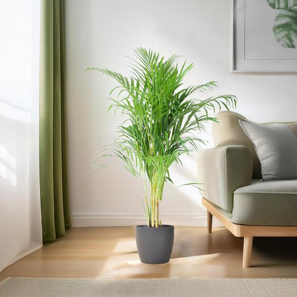 Areca Palm (Dypsis) mit Viber Grijs - 100cm - Ø21  BotanicBridge