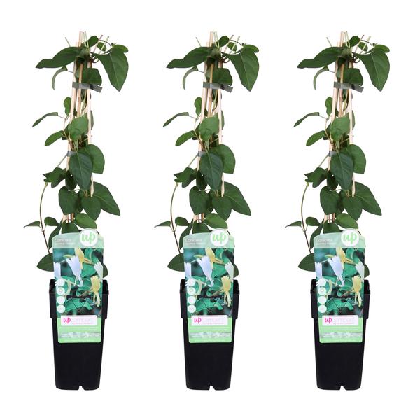 3x - Lonicera japonica 'Halliana' - ↨65cm - Ø15  BotanicBridge