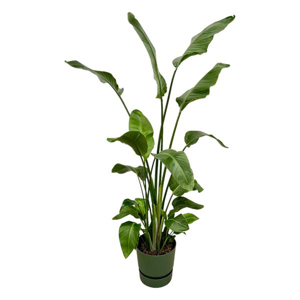 Strelitzia Nicolai inclusief elho Greenville Round groen - 180 cm - Ø30  BotanicBridge