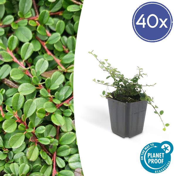 Cotoneaster pr. 'Streib's Findling' - ↕10-25cm - Ø9cm - 40x  BotanicBridge