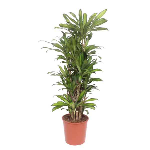 Dracaena Eve - 160 cm  - ø30  BotanicBridge