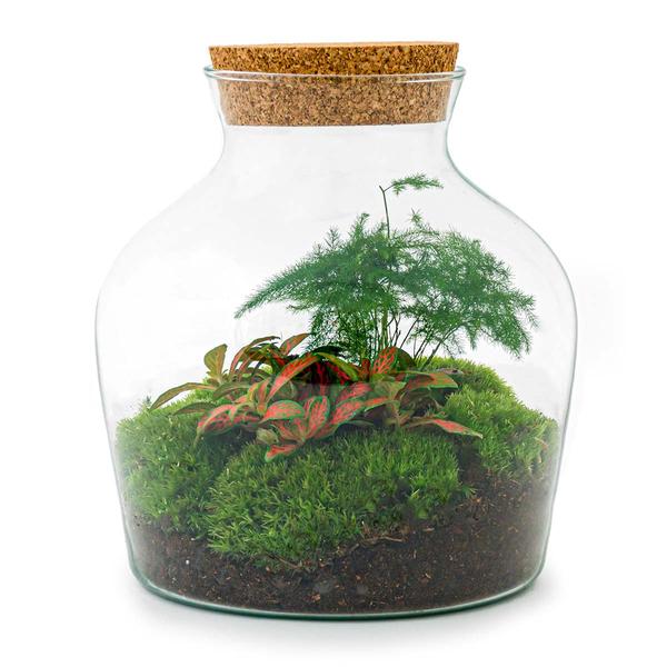 DIY terrarium - Little Joe - ↕ 21,5 cm - Rake + Shovel + Tweezer  BotanicBridge