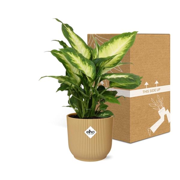 Dieffenbachia ‘Camilla’ in ELHO Vibes Fold 14cm geel  BotanicBridge