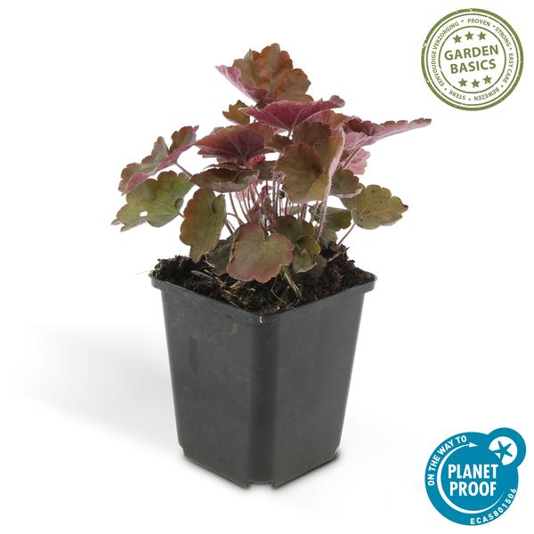 Heuchera mic. 'Palace Purple' - ↕10-25cm - Ø9cm - 40x  BotanicBridge