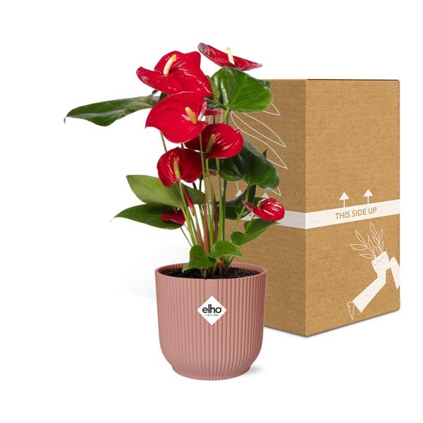 Anthurium Red 12cm in ELHO Vibes Fold 14cm roze  BotanicBridge